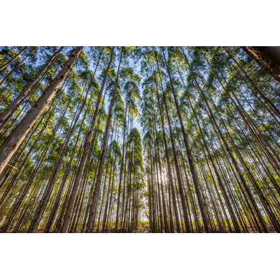 Eucalyptus Plantation by Paulobaqueta - Wrapped Canvas Print