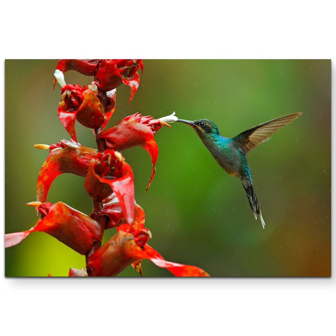 Leinwandbild Grüner Schattenkolibri mit roten Blumen