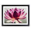 Mesmerising Lotus Flower - Framed Print-493907286-493907284