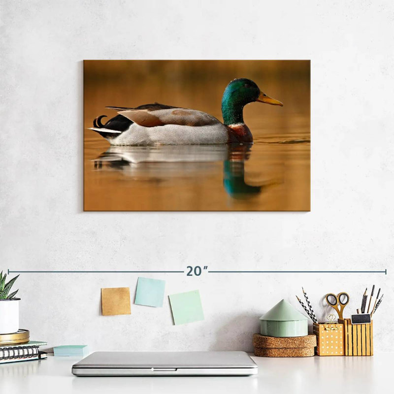 Brampt Bathing Mallard Duck, 8" H x 12" W