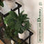 Camariyah Plant Stand