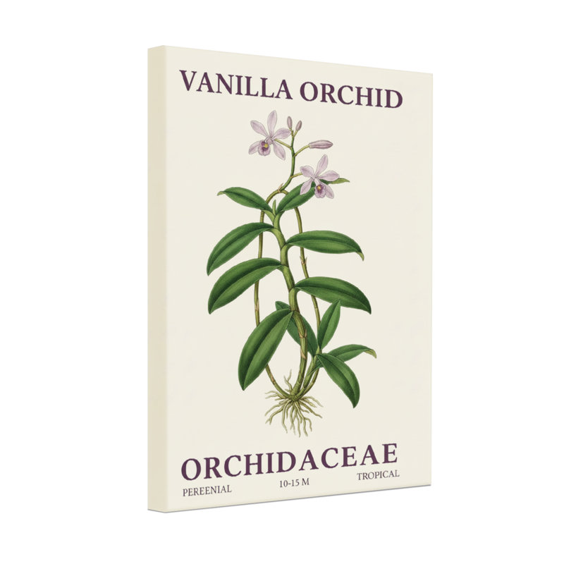 «Plants & Flowers Vanilla Orchid Plant», reproduction d'art botanique, H 18 po x l 12 po