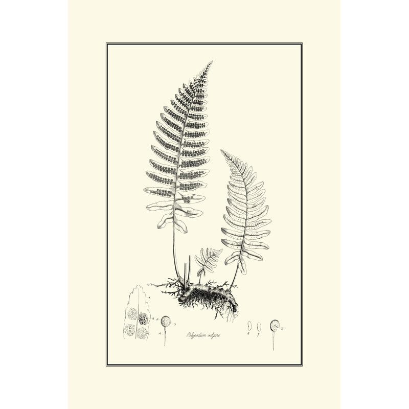 Fern II by Curtis - Wrapped Canvas Print, 91cm H x 61cm W