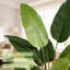 Fausse plante palmier de voyage-846183082