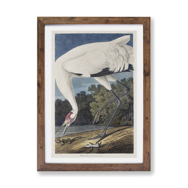 Hooping Crane Bird by John James Audubon - Framed Print, 45cm H x 63cm W x 2cm D, Walnut