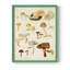 Reproduction encadrée de champignon Mushroom Species-257848242-257848243