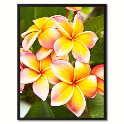 " Plumeria Flower "