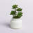 11'' Faux Succulent in Ceramic Pot