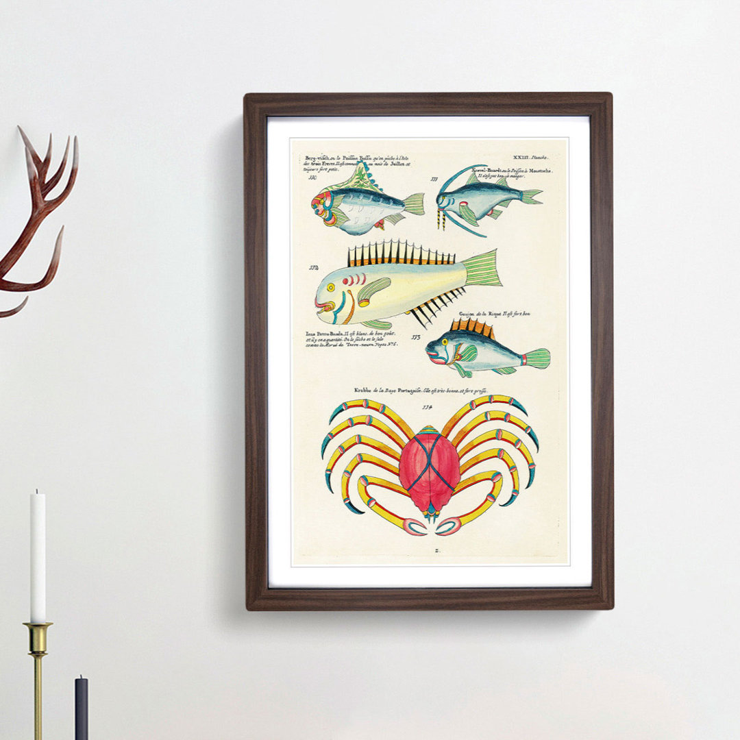 East Indies Fish & Crab Illustrations XXIII by Louis Renard - Picture Frame Painting Print