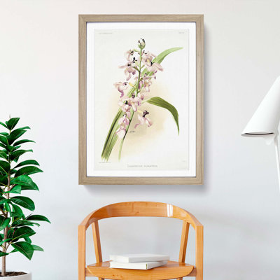 Magnolia Flowers Illustration Tab. 80 by Frederick Sander - Picture Frame Painting Print