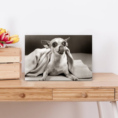 Mexican Chihuahua Dog Under Blanket Licking His Nose Tongue Classic Retro Vintage Dog Wall Art