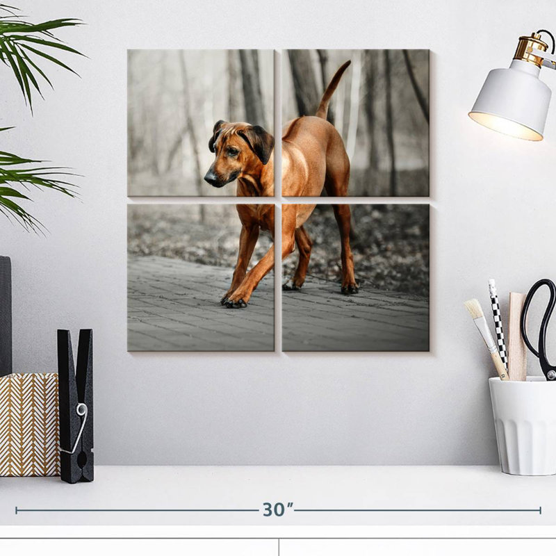 Chiot Rhodesian Ridgeback, H 18 po x l 18 po