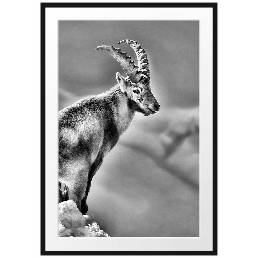 Gerahmtes Poster Steinbock im Schnee