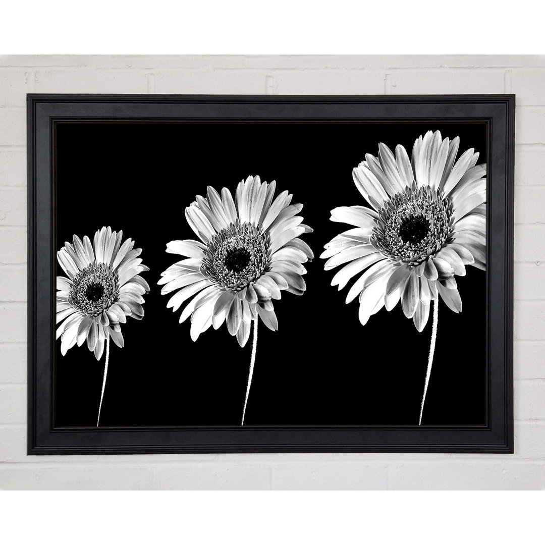 Gerahmtes Leinwandbild Gerbera Daisies Black And White