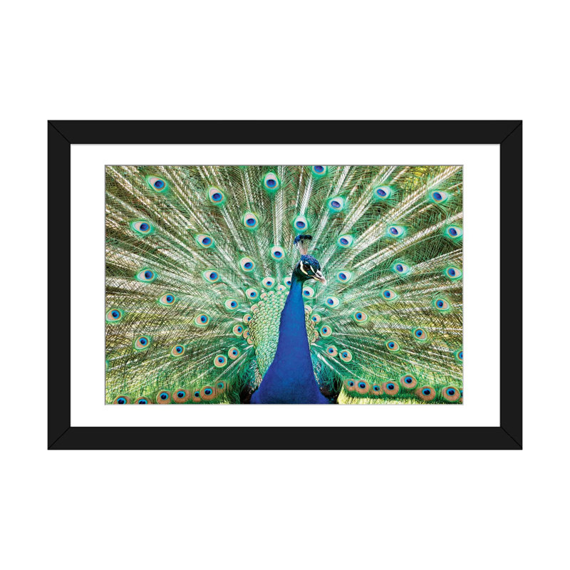 « color peacock », reproduction de photo sur toile tendue, H 16 po x l 24 po x P 1 po, Papier d'art encadré noir, Blanc