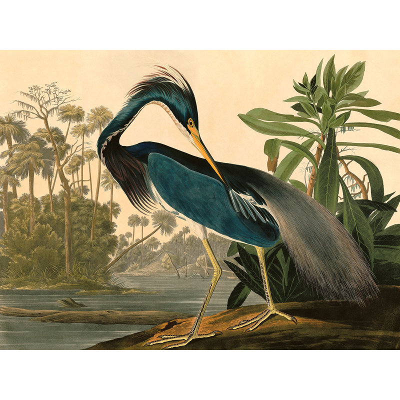 Louisiana Heron by John Audubon - No Frame Painting on Canvas, 60cm H  x 80cm W  x 4cm D
