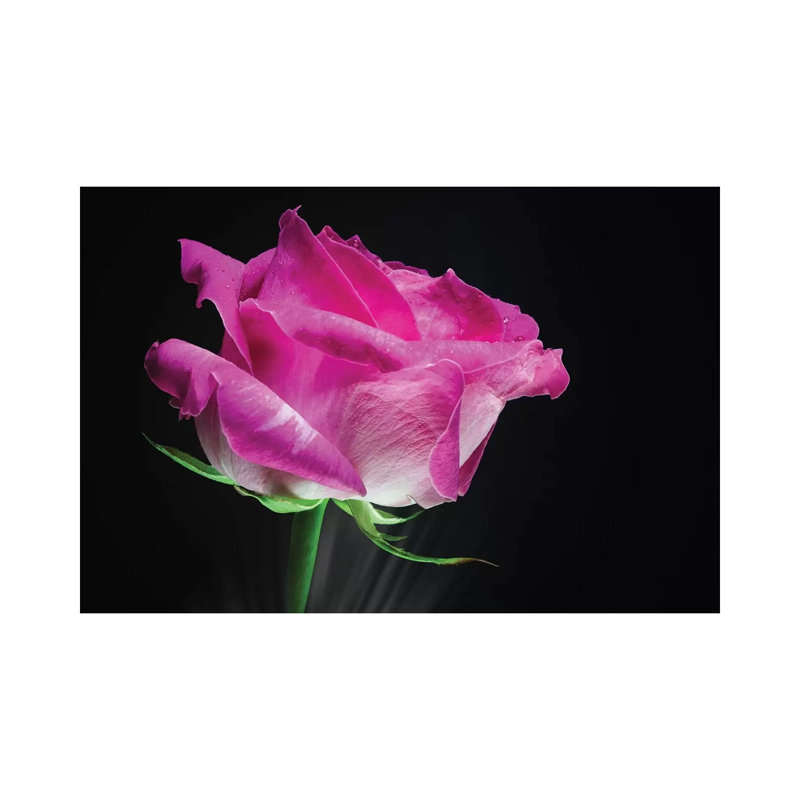 Pink Rose Flower - Wrapped Canvas Print, 101.6 cm H x 66.04 cm W
