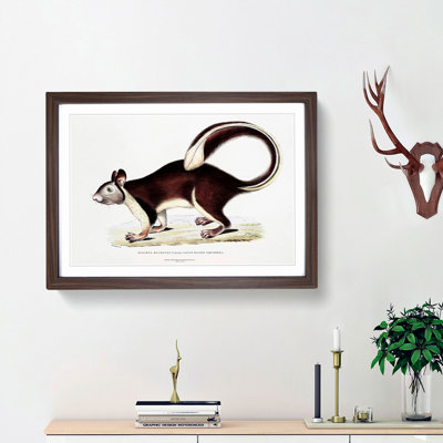 Large-Tailed Squirrel Illustration by John Edward Gray - Picture Frame Painting Print