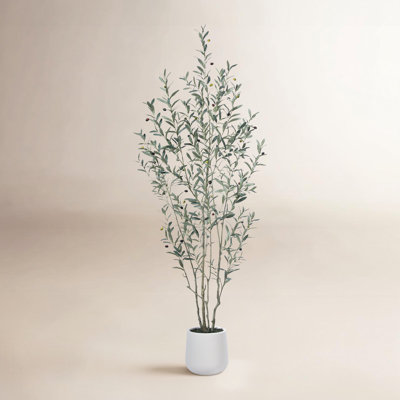 George Olive Tree in Pot