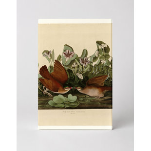 Key West Dove (Plate CLXVII) — Portrait Canvas Wall Art