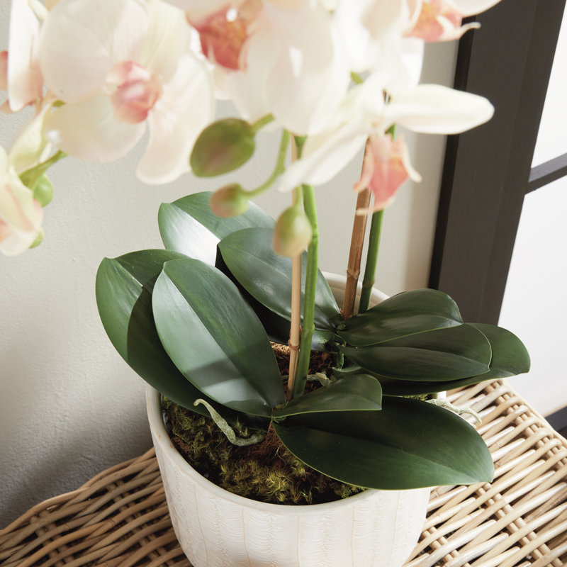 OrchidÃ©e rose pÃ¢le Stiles, cultivÃ©e Ã  la main, avec motte