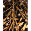 Secret Garden 4 - Light Chandelier