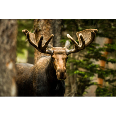 The Forester by Matt Dirksen - Wrapped Canvas Print