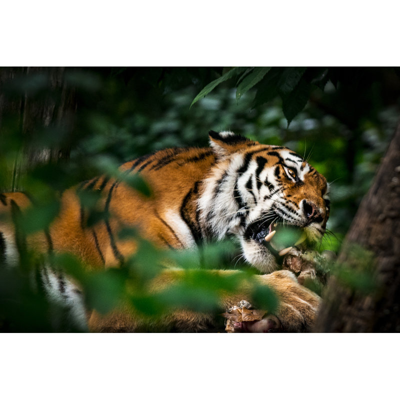 Tigre mangeant une proie par Zocha_K, H 32 po x l 48 po