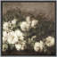 «Vintage White Roses Timeless Floral Elegance Nature Wilderness», illustrations rustiques zen encadrées sur toile-1601764729-1601764728