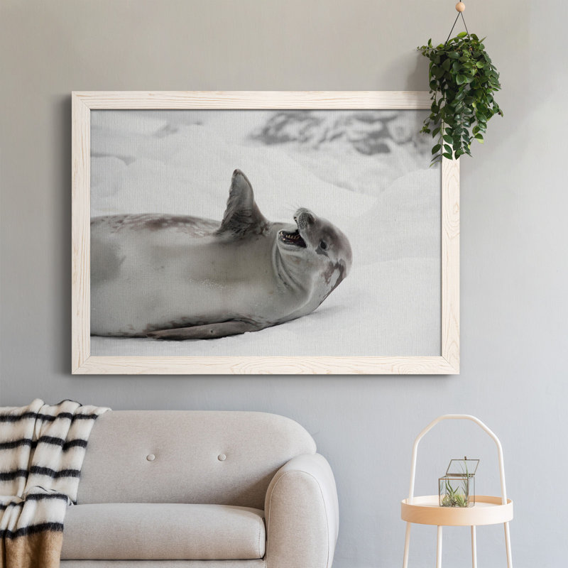 Laughing Seal - photographie encadrée sur toile, H 37,5 po x l 27,5 po x P 1,5 po, Blanc