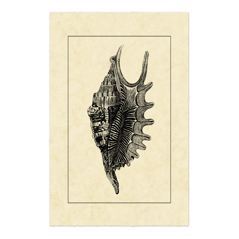 Vintage Shell III - Wrapped Canvas Art Prints, 30cm H x 20cm W x 3.8cm D