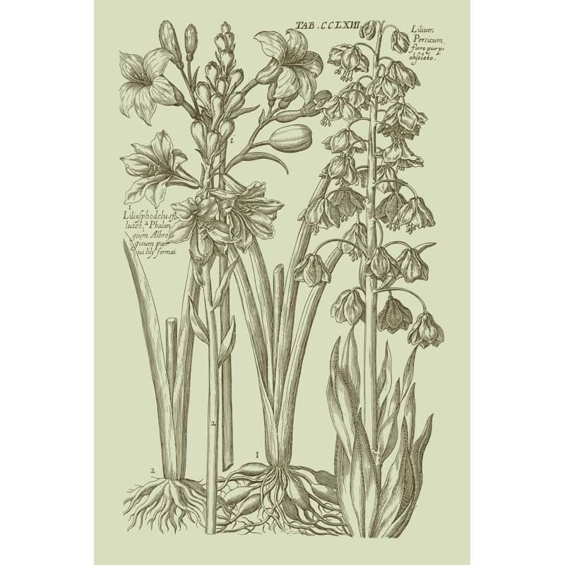 Garden Of Flora II by Vision Studio - Wrapped Canvas Print, 46cm H x 30cm W