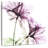 Harnek Azalea-109378033