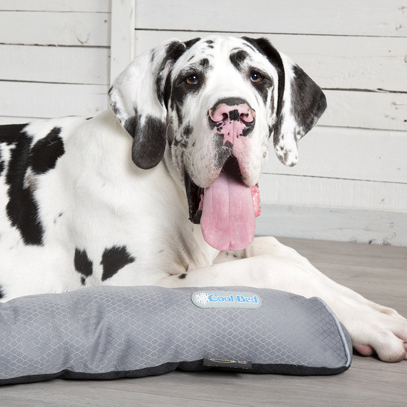 Polyester Pet Bed, 5cm H x 75cm W x 53cm D