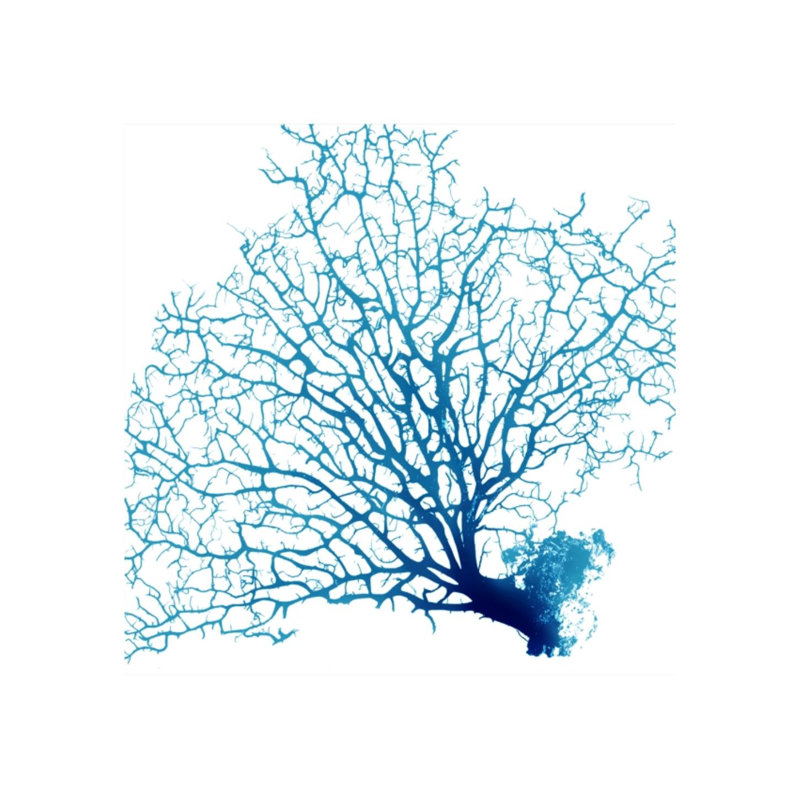 «Blue Seafan Coral I» par Sofia Fox - impression, H 24 po x l 24 po, Couche de verre
