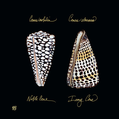 Striking Shells IV by Ginny Joyner - Wrapped Canvas Art Prints
