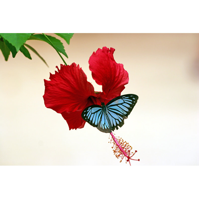 Butterfly On Hibiscus - Wrapped Canvas Print, 51cm H x 76cm W x 3.8cm D