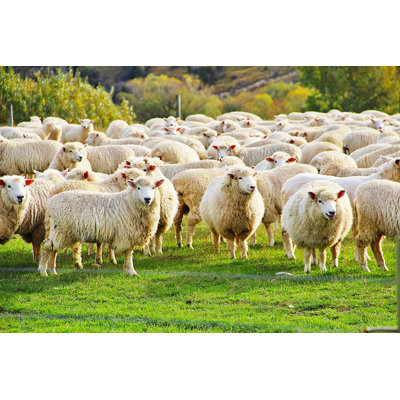 Happy NZ Sheep by Kpoppie - Wrapped Canvas Print
