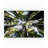 Avisha 'Redwoods' Photographic Print on Wrapped Canvas-25332224
