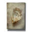 «Vintage Shell» par Svetlana Aleynikova, art mural sur toile-1541317524