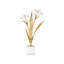 Paperwhite Narcissus