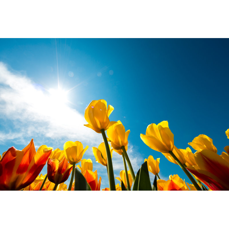 Yellow Tulips by Borchee - Wrapped Canvas Print, 20cm H x 30cm W x 3.8cm D