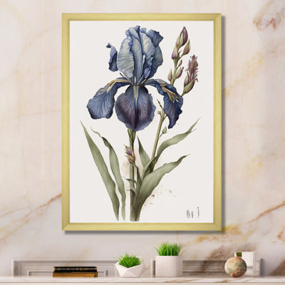 " Blue Iris Botanical Illustration I "