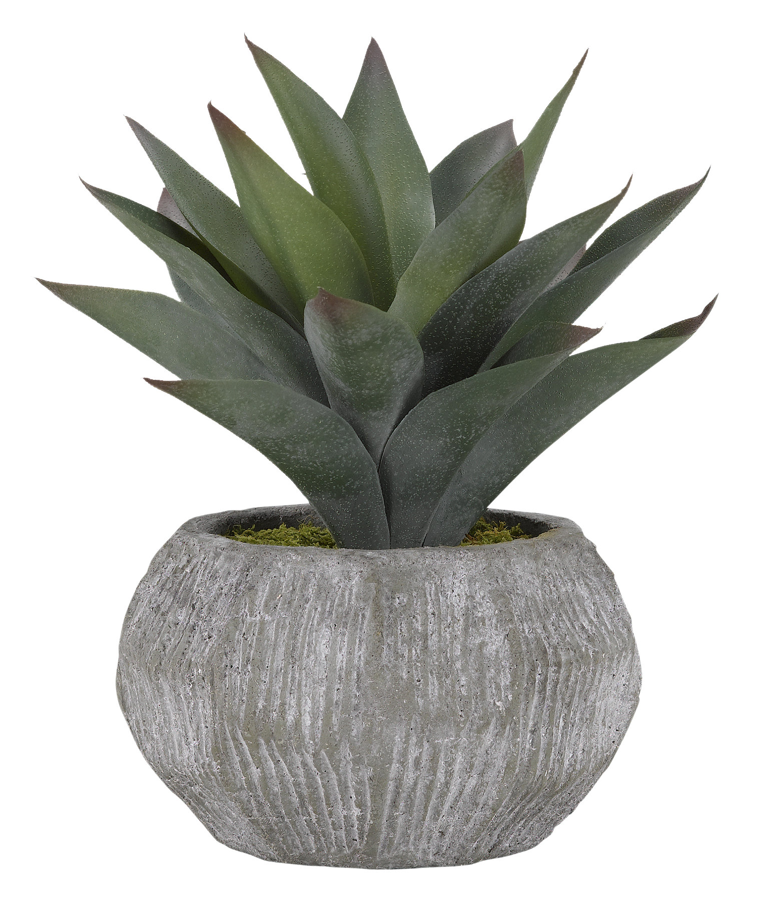 Dakota Fields Aloe Floor Plant in Planter & Reviews | Wayfair