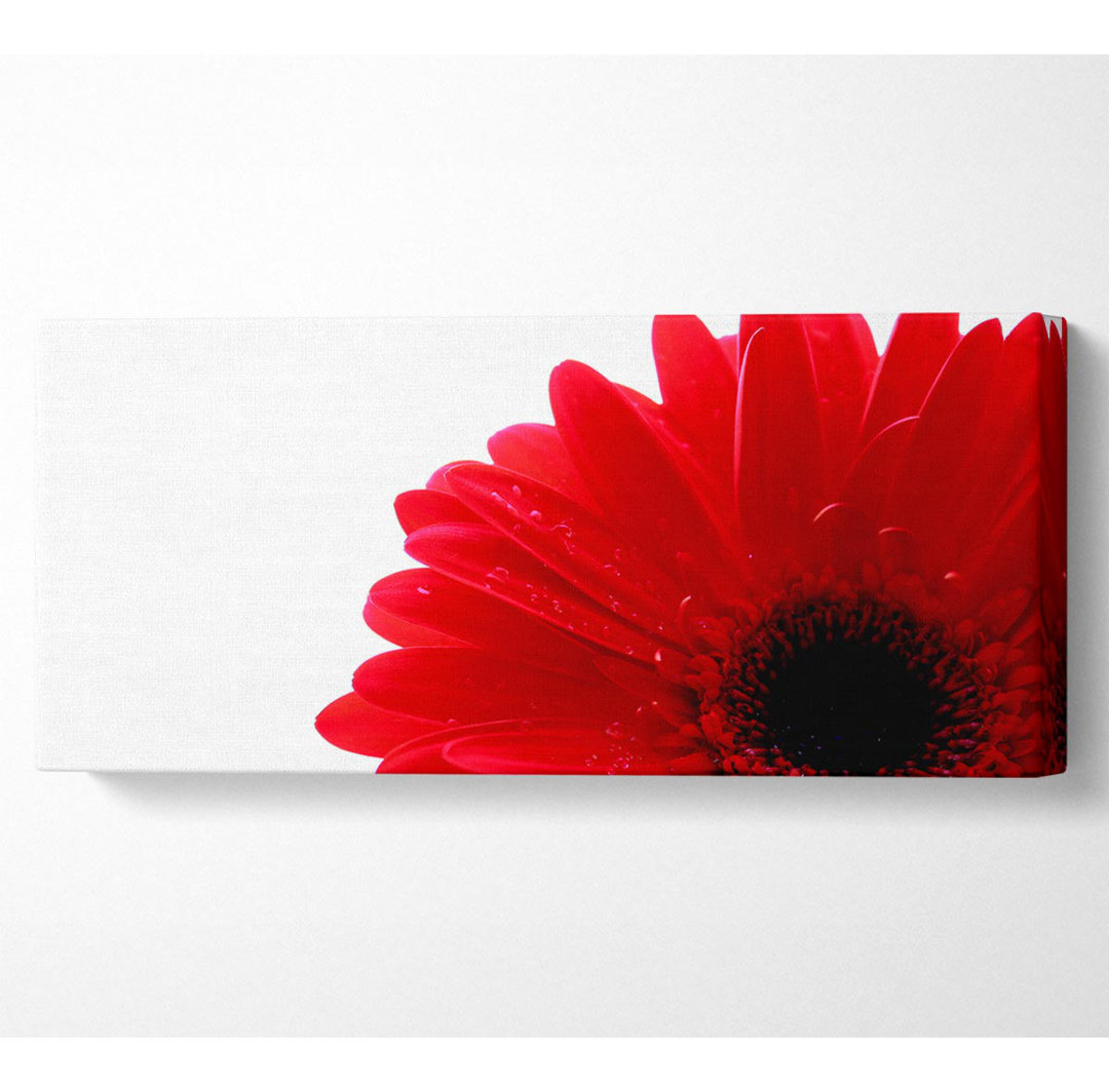 Rotes Gerbera-Blütenblatt Zentrum - Kunstdrucke auf Leinwand