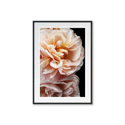 Floribunda II Print by Alicia Bock