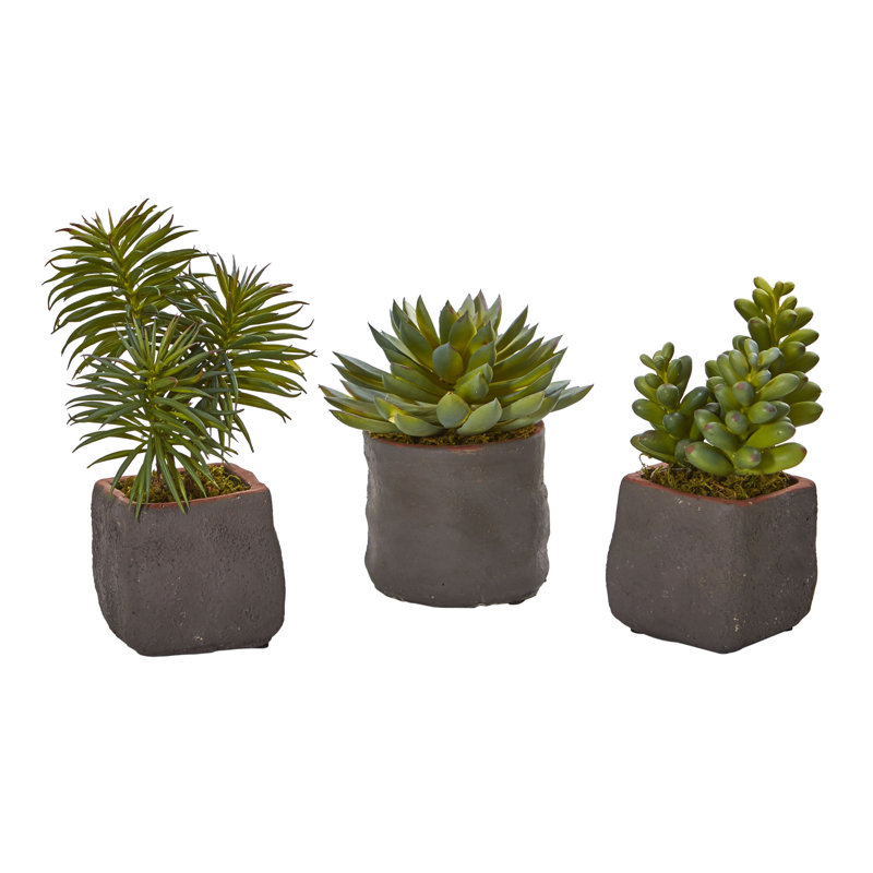 Ensemble de plantes grasses artificielles 3 pièces
