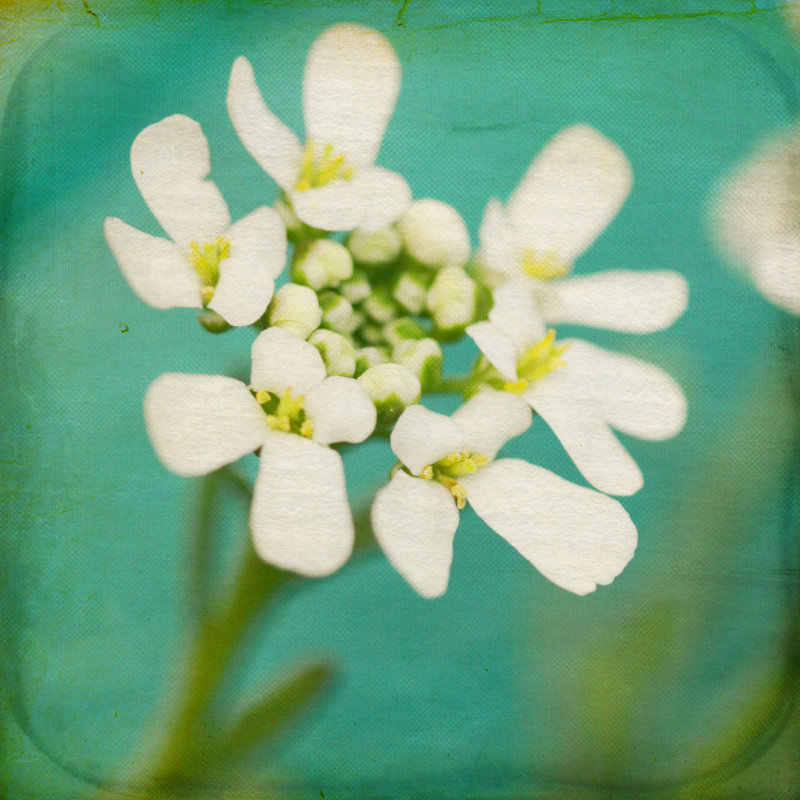 White Flowers III by Jennifer Jorgensen - Wrapped Canvas Print, 30cm H x 30cm W