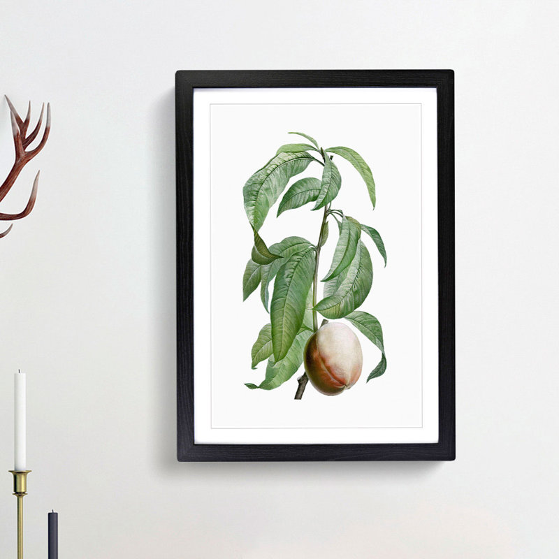Peach on a Branch by Pierre-Joseph Redoute - Framed Print, 48cm H x 36cm W x 2cm D, Black Framed