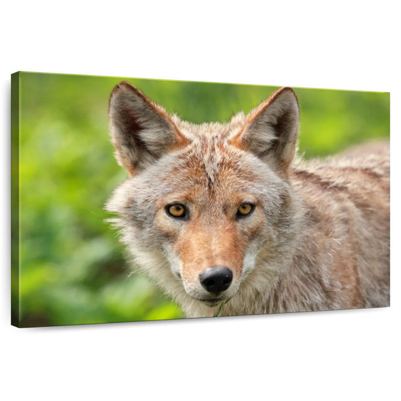Face Of Coyote